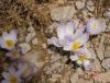 post-2098-0-99350500-1336424113_thumb.jpg